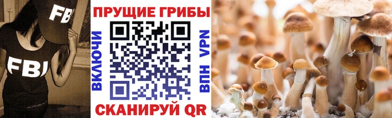 Псилоцибиновые грибы Cubensis  Чапаевск 